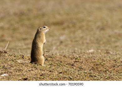 Gopher, Souslik, Ground Squirrel in spring