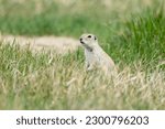 Gopher standing in green and brown prairie grass
