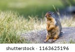 Gopher standing pose