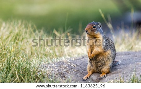 Gopher standing pose