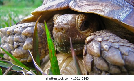 Gopher Tortoise