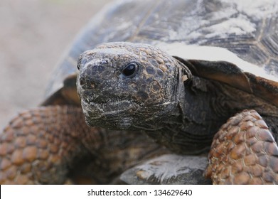 Gopher Tortoise