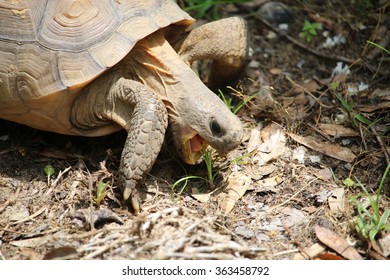 Gopher Tortoise