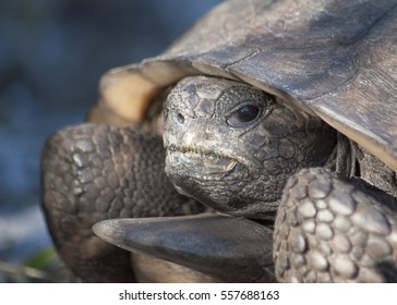 Gopher Tortoise 