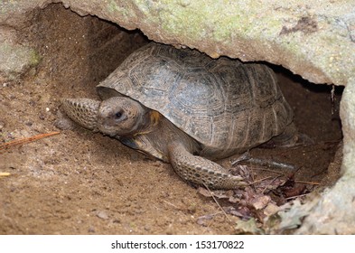 Gopher Tortoise Burrowed In It's Mound.