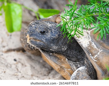 Gopher tortoise close up portrait 