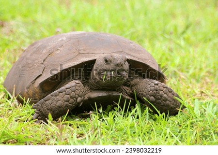 A gopher tortoise eating grass.