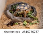 A gopher tortoise eats lettuce inside a holding tank while awaiting relocation during Operation Sentinel Justice at Camp Shelby, Mississippi, July 15. 2026. The gopher tortoise is the only tortoise species native to the United States east of the Mississippi River and serves a critical role in maintaining healthy ecosystems across the southeastern United States. While the animal itself is important, conservationists emphasize that its greatest contribution comes from what lies beneath the ground.