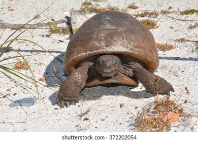 Gopher Tortoise From Egmont Key, Florida 