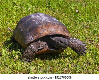 Gopher Tortoise, Egmont Key State Park, Florida.