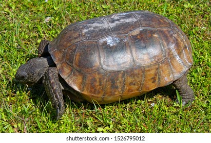 Gopher Tortoise, Egmont Key State Park, Florida.