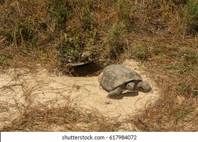 A Gopher Tortoise Emerging From Its Burrow