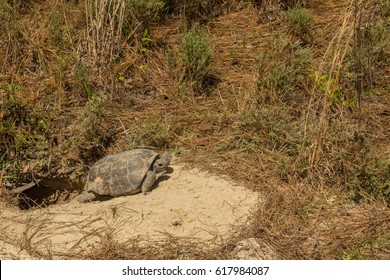 A Gopher Tortoise Emerging From Its Burrow