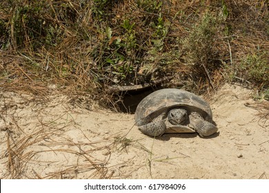 A Gopher Tortoise Emerging From Its Burrow