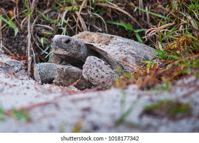 Gopher Tortoise Florida