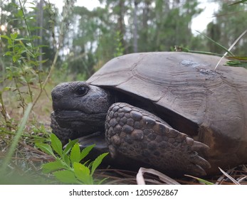 Gopher Tortoise Florida