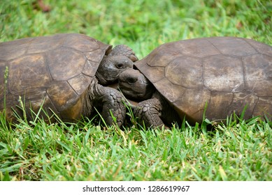 Gopher Tortoise Florida 