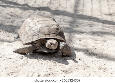 Gopher tortoise Gopherus polyphemus at the beach in southwest Florida.