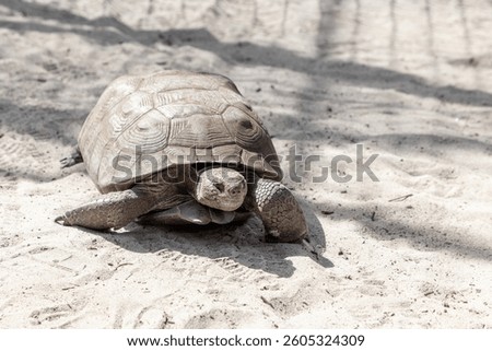 Gopher tortoise Gopherus polyphemus at the beach in southwest Florida.