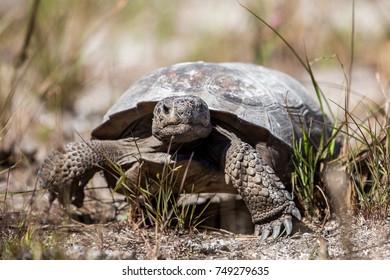 Gopher Tortoise Gopherus Polyphemus Caladesi Island Stock Photo ...