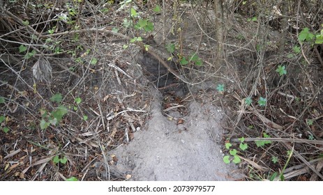 Gopher Tortoise Hole. Location Rotonda West Florida 33947 USA. Taken October 30, 2021.