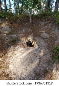 Gopher Tortoise Hole In South Florida.