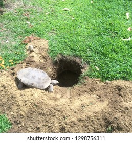 Gopher Tortoise Living Hole Ground Stock Photo 1298756311 | Shutterstock