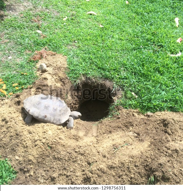 Gopher tortoise \
living in hole in the\
ground