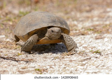 607 Florida gopher tortoise Images, Stock Photos & Vectors | Shutterstock