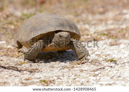 Gopher Tortoise on the move