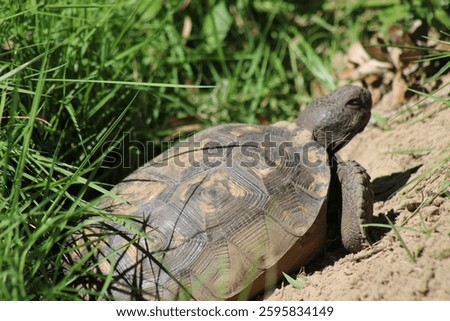 Gopher tortoise pecking out of her home 