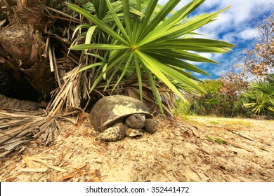 Gopher Tortoise Ponce Inlet, Florida