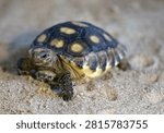 A gopher tortoise rests inside a holding tank at the Camp Shelby Environmental Office during Operation Sentinel Justice at Camp Shelby, Mississippi, June 15. 2026. The gopher tortoise is the only tortoise species native to the United States east of the Mississippi River and serves a critical role in maintaining healthy ecosystems across the southeast United States. While the animal itself is important, conservationists emphasize that its greatest contribution comes from what lies beneath the ground.