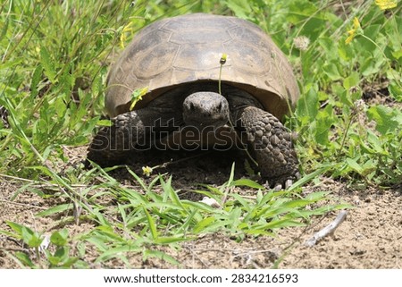Gopher Tortoise Staring You Down