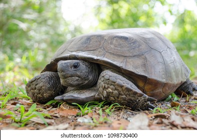 Gopher Tortoise In Tropical Florida