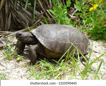 607 Florida gopher tortoise Images, Stock Photos & Vectors | Shutterstock