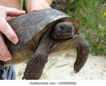 607 Florida gopher tortoise Images, Stock Photos & Vectors | Shutterstock