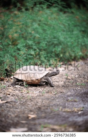 Gopher Tortoise walking across trail