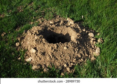 Gopher/groundhog Hole In Lawn