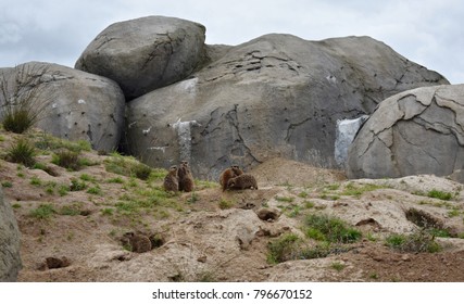 Gophers In The Zoo. Gophers, Are Burrowing Rodents Of The Family Geomyidae.
