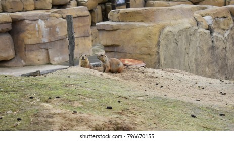 Gophers In The Zoo. Gophers, Are Burrowing Rodents Of The Family Geomyidae.
