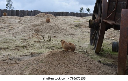 Gophers In The Zoo. Gophers, Are Burrowing Rodents Of The Family Geomyidae.
