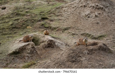 Gophers In The Zoo. Gophers, Are Burrowing Rodents Of The Family Geomyidae.
