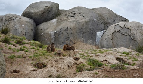 Gophers In The Zoo. Gophers, Are Burrowing Rodents Of The Family Geomyidae.
