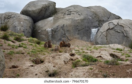 Gophers In The Zoo. Gophers, Are Burrowing Rodents Of The Family Geomyidae.
