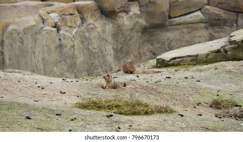 Gophers In The Zoo. Gophers, Are Burrowing Rodents Of The Family Geomyidae.
