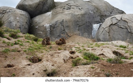 Gophers In The Zoo. Gophers, Are Burrowing Rodents Of The Family Geomyidae.
