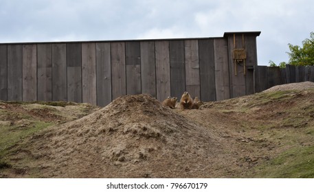 Gophers In The Zoo. Gophers, Are Burrowing Rodents Of The Family Geomyidae.
