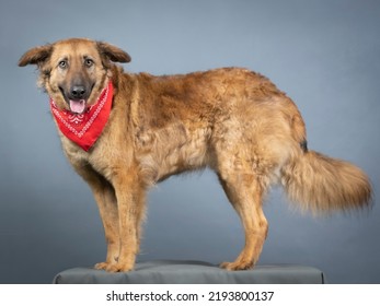 Gorbea Shepherd Dog With A Red Bandana Around His Neck