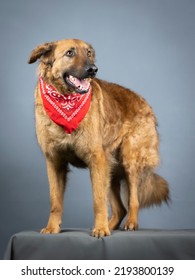 Gorbea Shepherd Dog With A Red Bandana Around His Neck